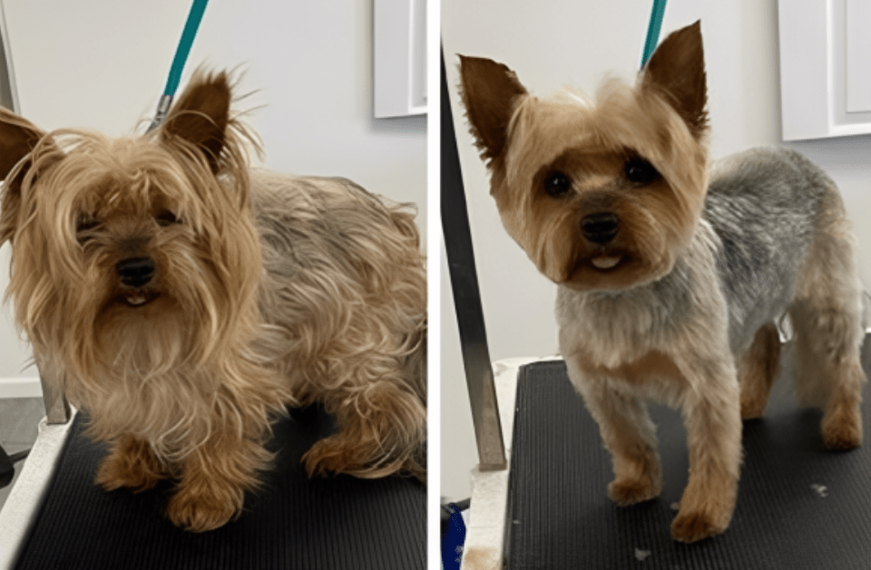 The Cutesy Groomer