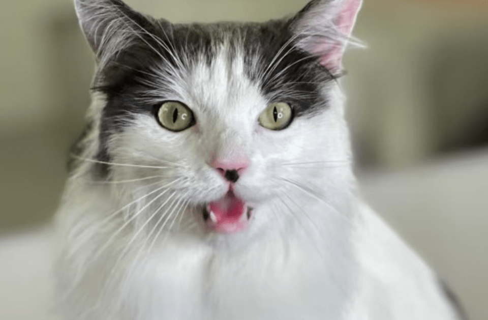 PET TEETH BRUSHING