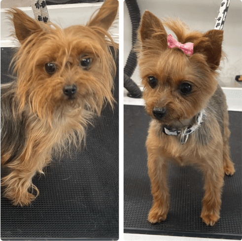 The Cutesy Groomer